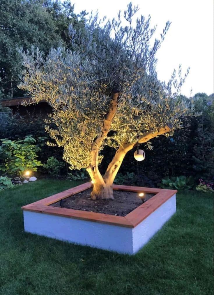 Oliveira iluminada à noite