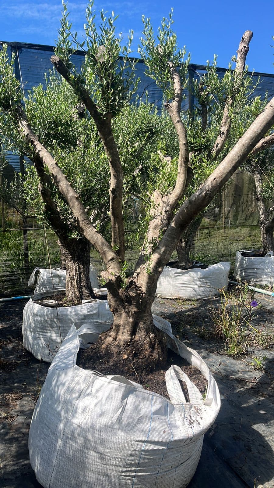 Oliveira milenar com tronco escultural
