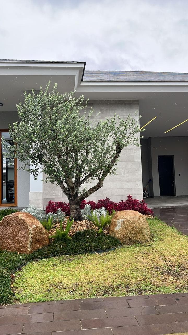 Oliveira centenária ao lado de construção de pedra