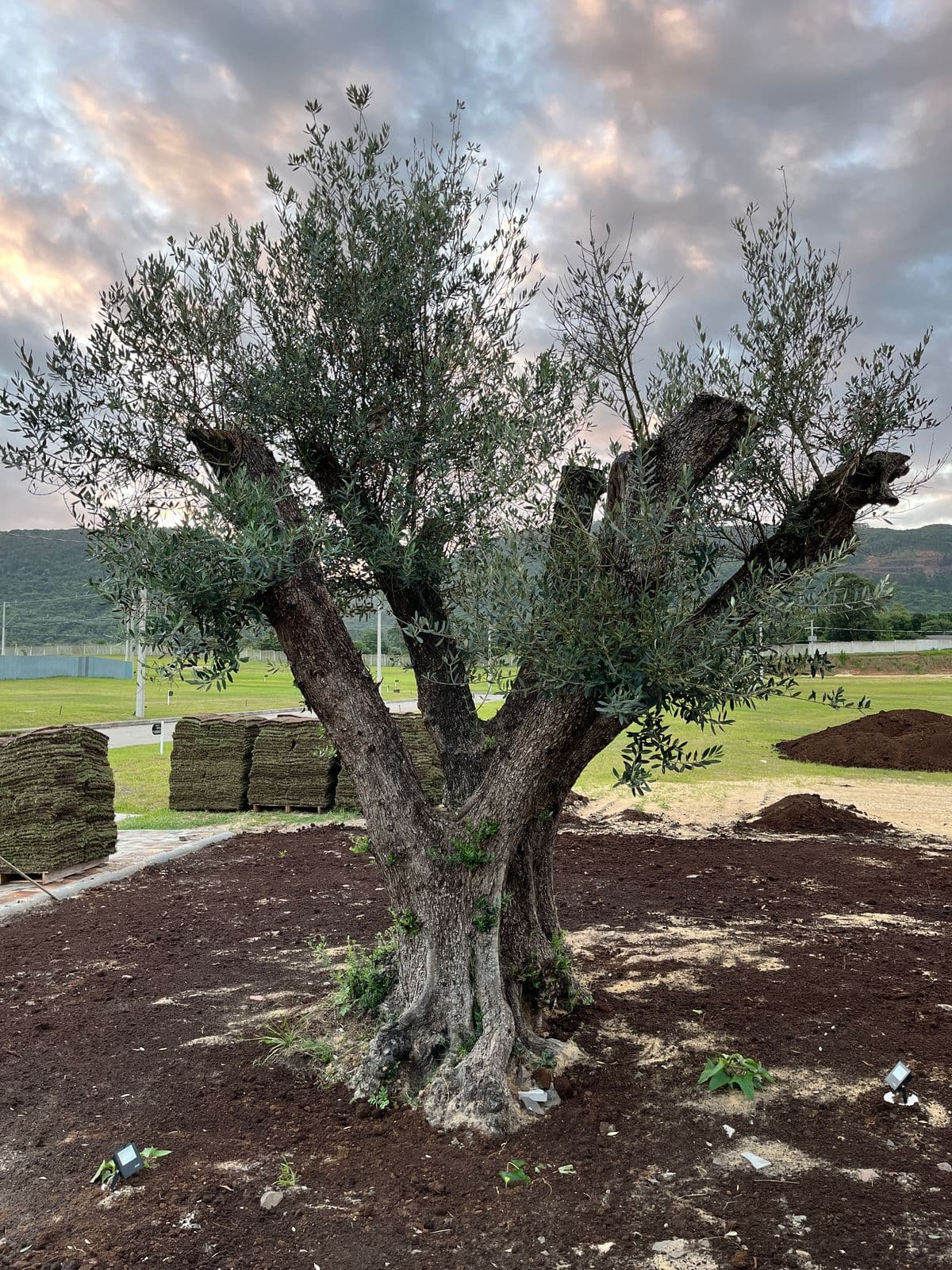 Oliveira plantada em construção urbana