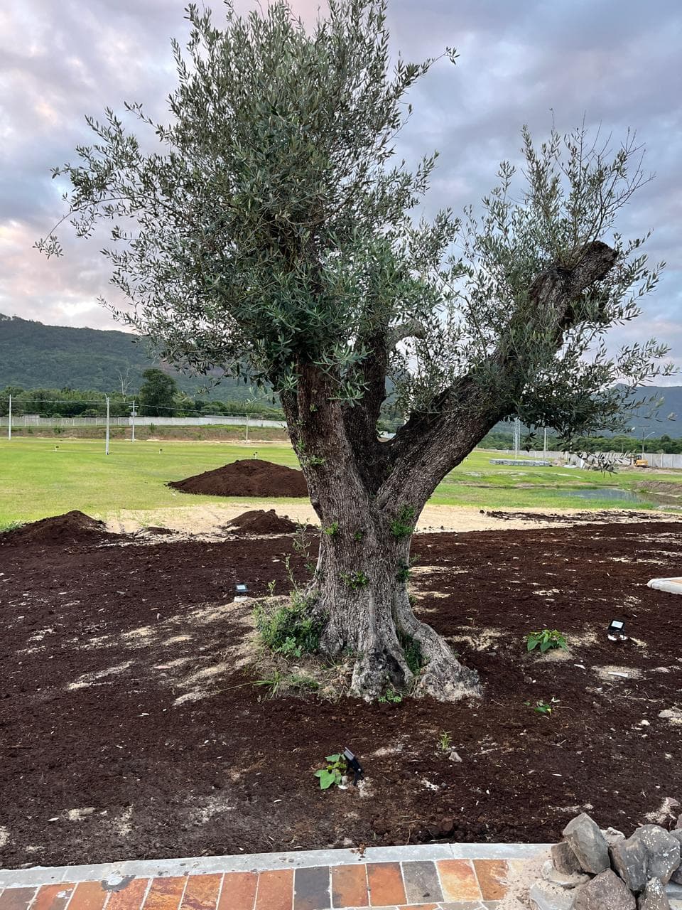Fileira de oliveiras entrando em propriedade